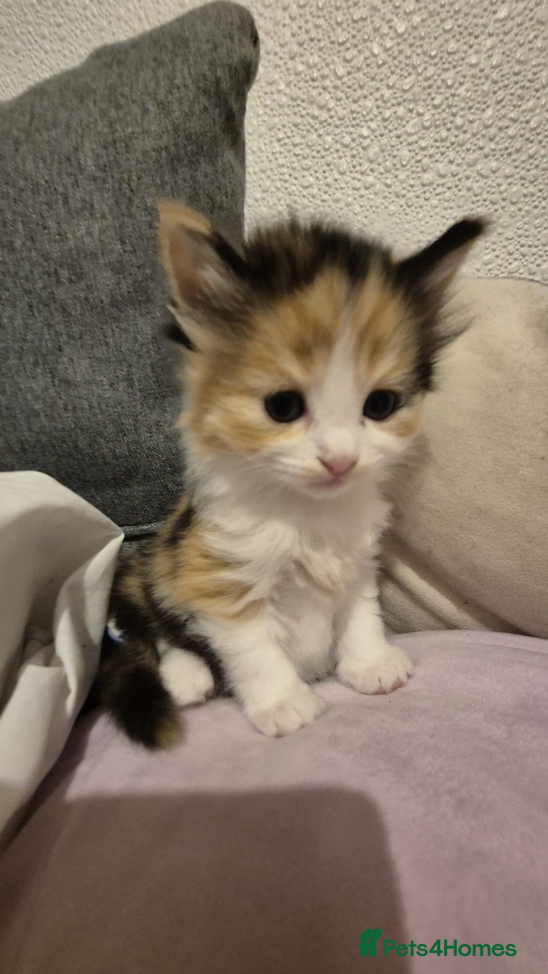 Mixed Breed cats for sale: Ragdoll mixed - Advert 8