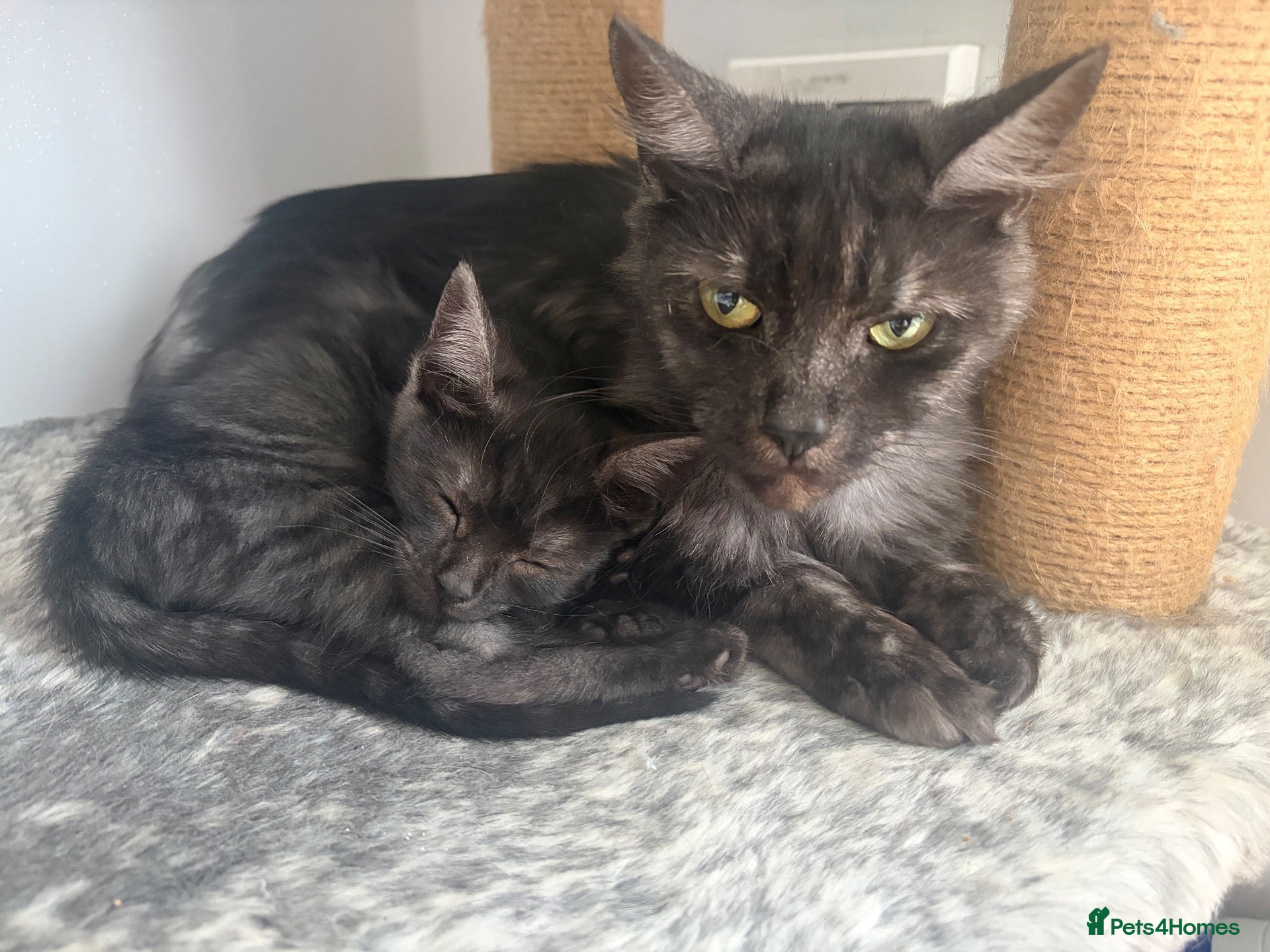 Mixed Breed cats Mixed Maine Coon kittens  - Advert 2
