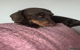 Miniature Dachshund dogs for stud: Miniature dachshund for stud - Advert 5