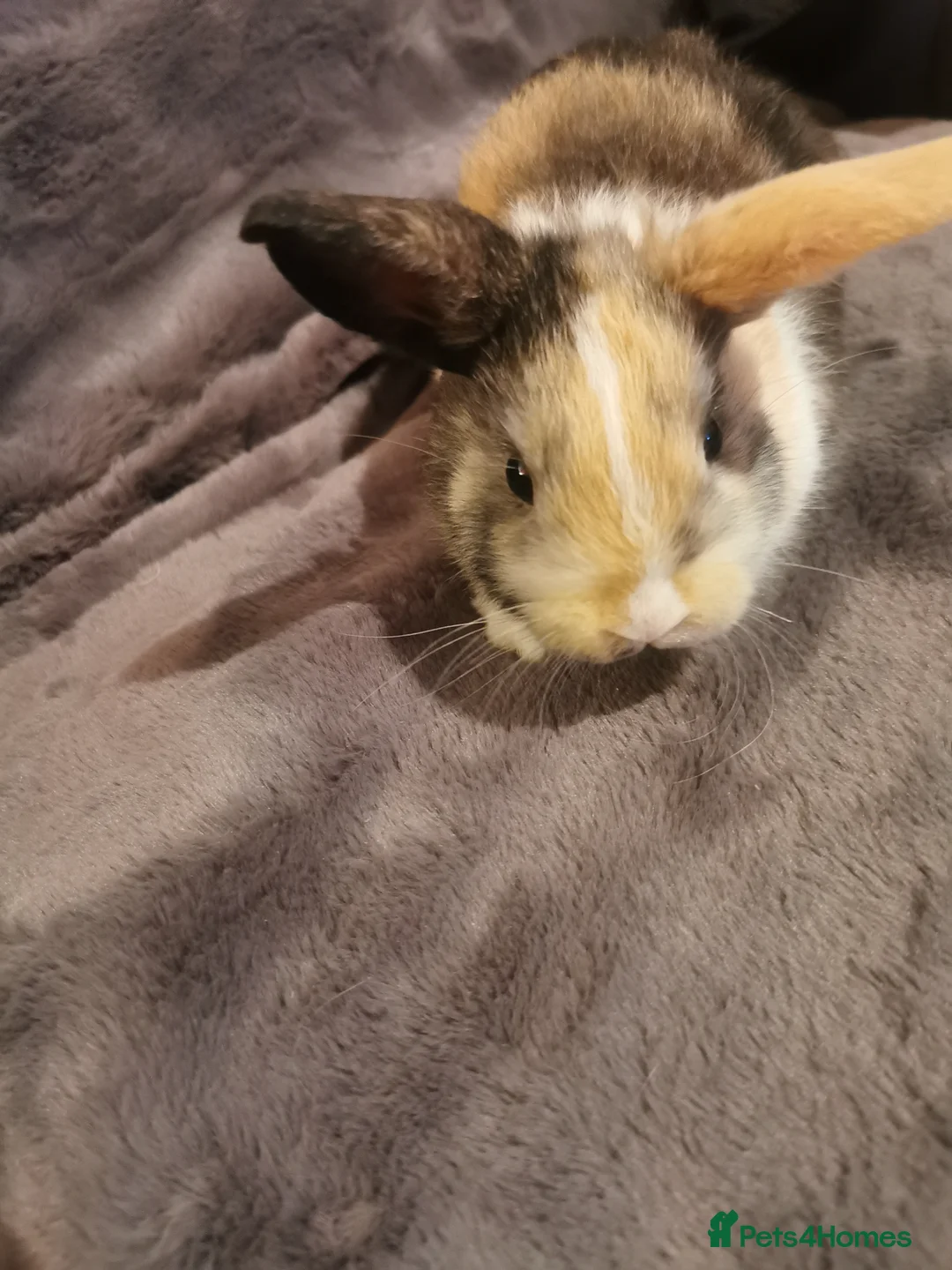 Mini Lop rabbits for sale: Beautiful Mini lop baby Rabbits  - Advert 6