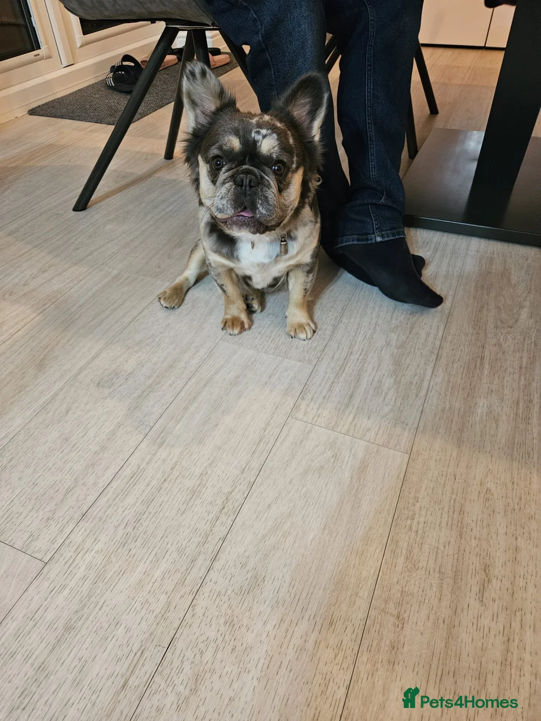 French Bulldog dogs for sale: Female Fluffy Merle French Bulldog 14 Months - Advert 6