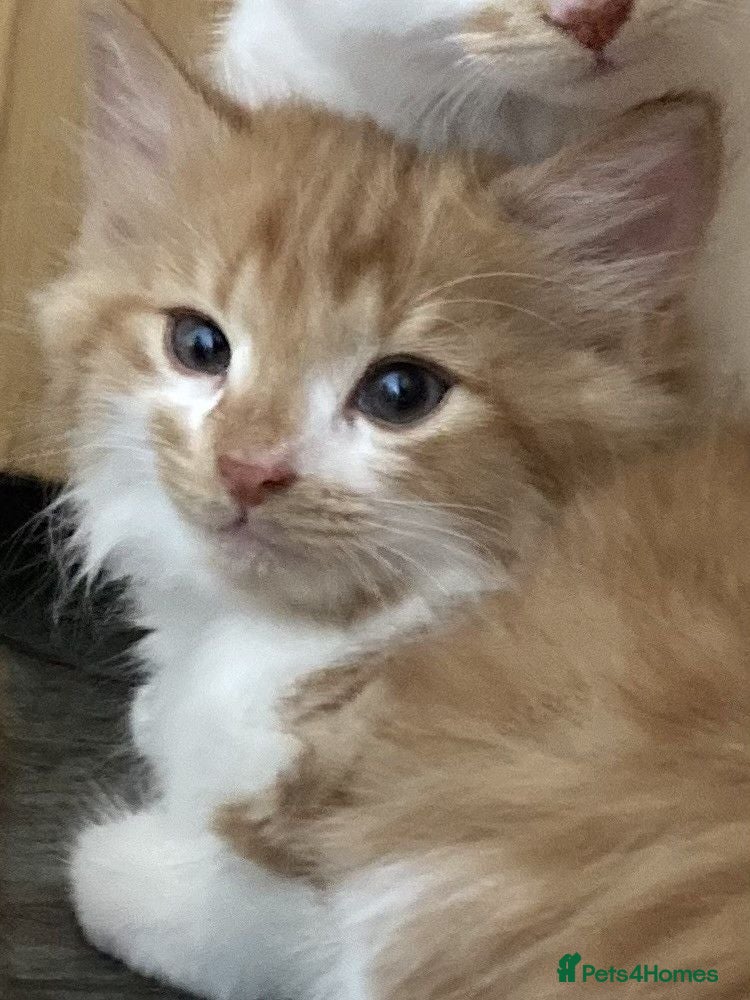 Mixed Breed cats FLUFFY FRIENDLY KITTENS FOR SALE - Advert 9