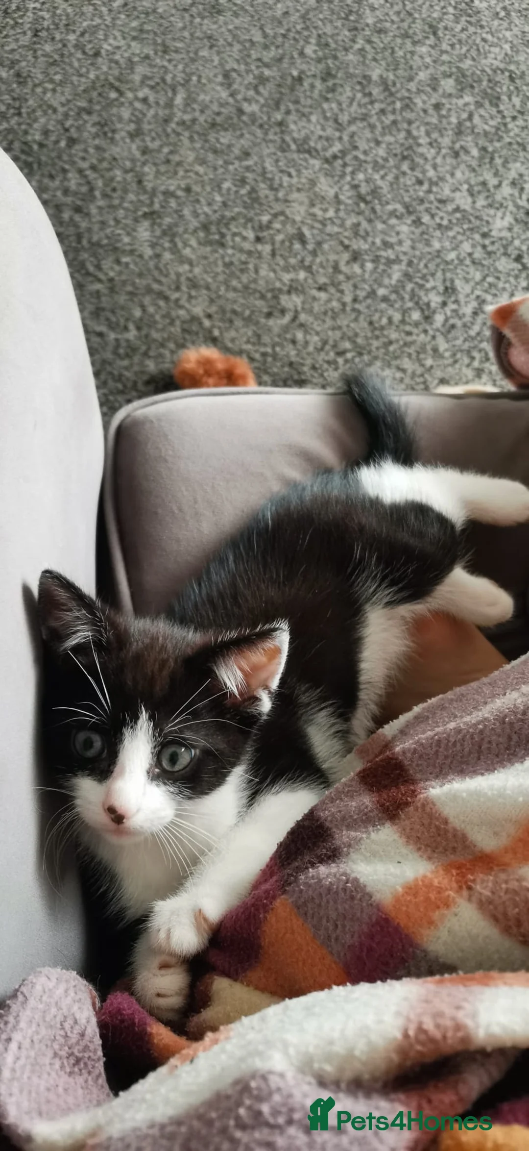 Mixed Breed cats for sale: Mixed Breed  - Advert 2