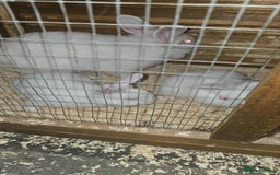 Lionhead rabbits for sale: Lionhead cross new Zealand  - Image 1