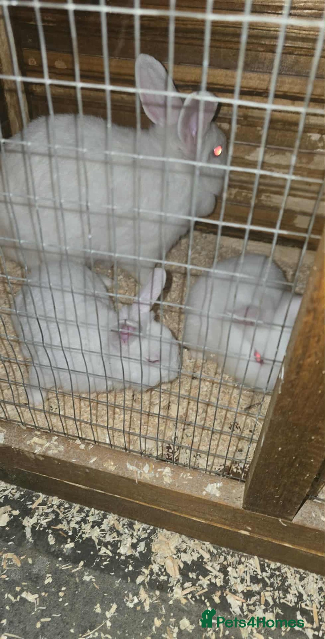 Lionhead rabbits for sale: Lionhead cross new Zealand  - Image 1