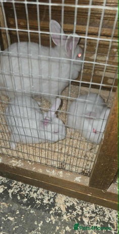 Lionhead rabbits - Advert 4