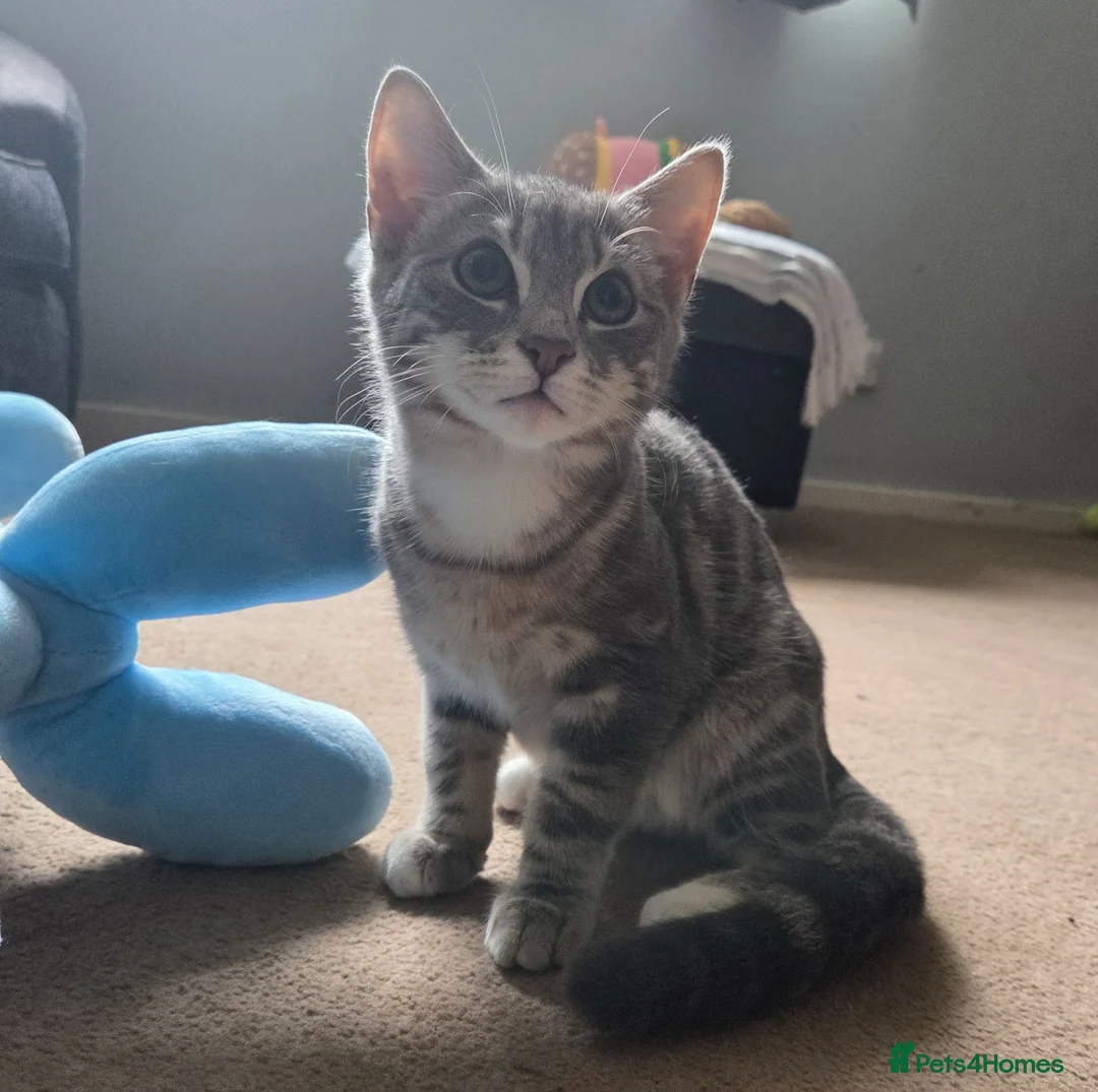 Mixed Breed cats for sale: 6 month old Male kitten - Advert 1