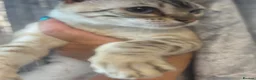 Bengal cats for sale: Beautiful Snow lynx 3yrs old - Advert 3