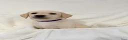Labrador Retriever dogs for sale: 6 adorable Labrador retriever puppies  in Maldon - Advert 12