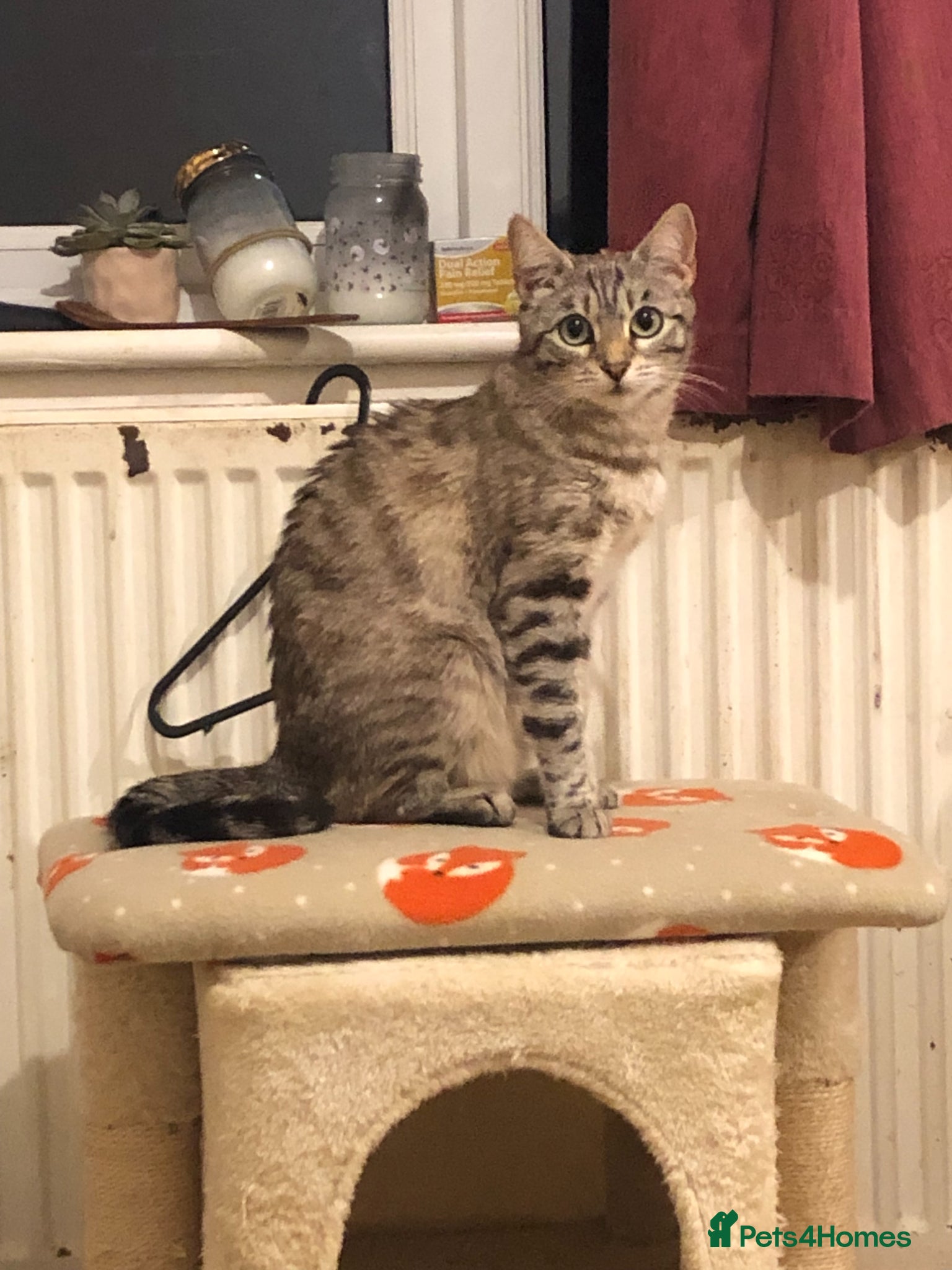 Bengal cats for sale: Little Bengal girl in Liskeard - Advert 1