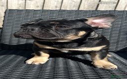 French Bulldog dogs for sale: Beautiful French bulls  - Image 5