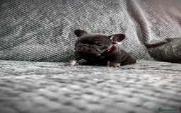 French Bulldog dogs for sale: Gorgeous Puppies ready to be reserved  - Image 6