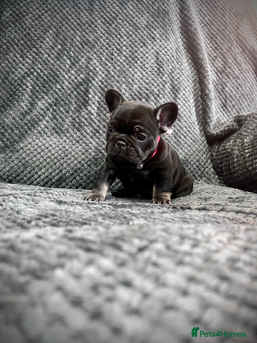 French Bulldog dogs for sale: Gorgeous Puppies ready to be reserved  - Image 6