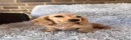 Miniature Dachshund dogs for sale: Longhaired miniature dachshund  - Advert 15