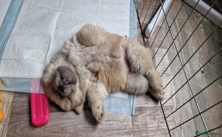Chow Chow dogs - Advert 15