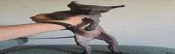Sphynx cats for sale: Elf Sphynx Girl  - Advert 1