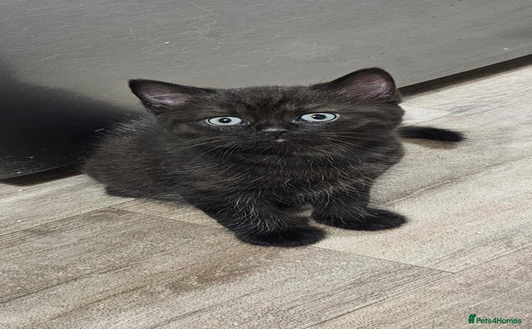 British Shorthair cats - Advert 16