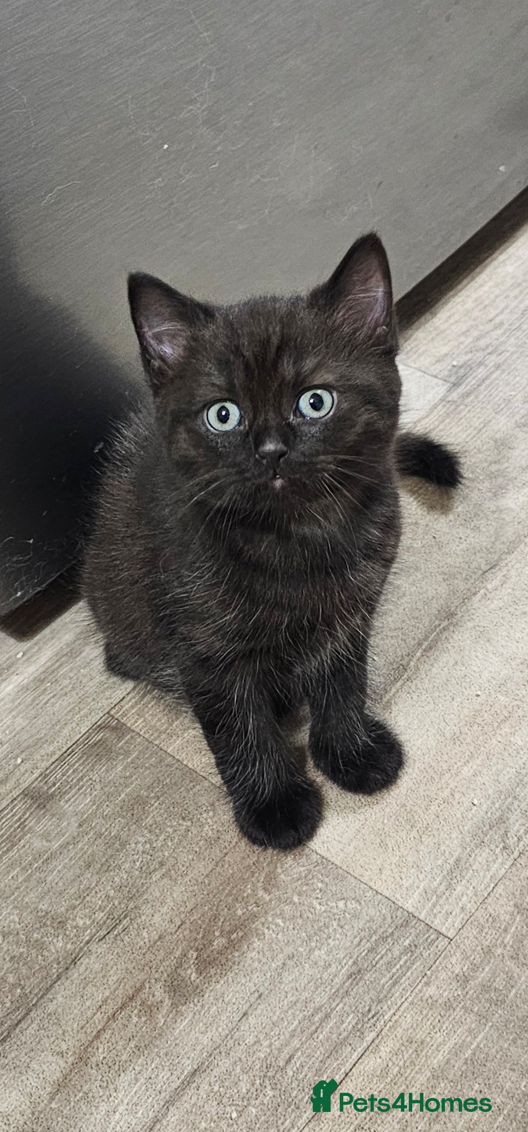 British Shorthair cats for sale: Chocolate British shorthairs - Image 2