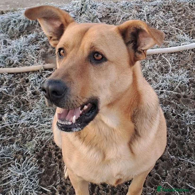 Mixed Breed dogs Thor - Dereham Norfolk  - Advert 2