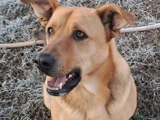 Mixed Breed dogs Thor - Dereham Norfolk - Advert 2