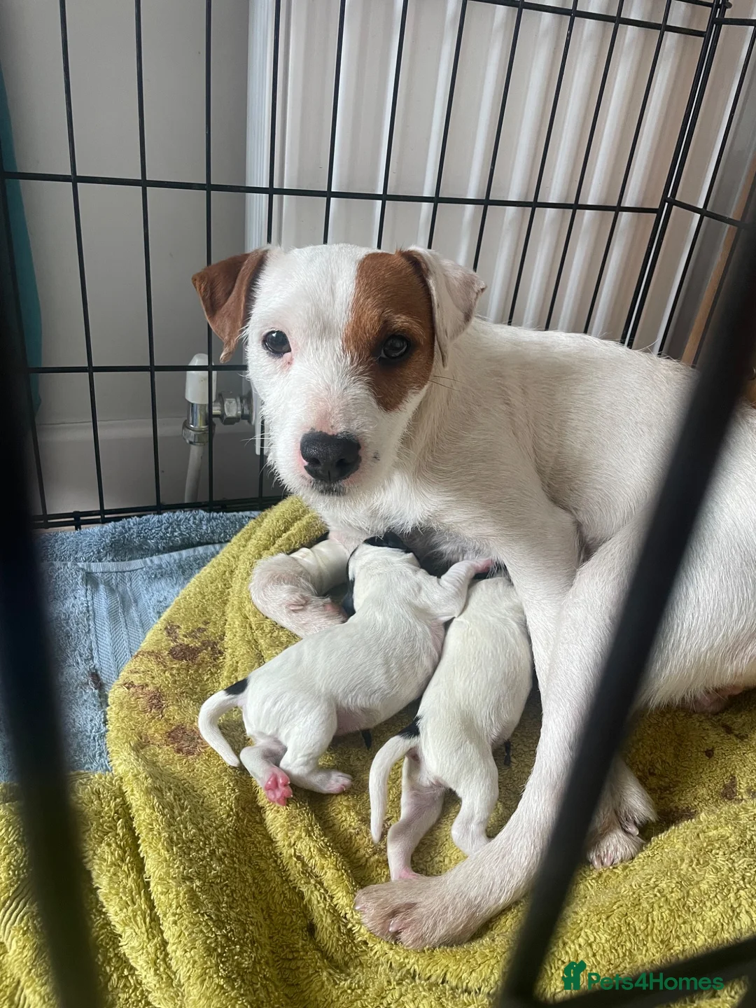 Mixed Breed dogs for sale: 2 jack spaniel pups  in Perth - Advert 1