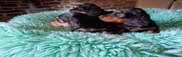 Miniature Dachshund dogs for sale: Brothers & sisters  to Crufts Best Puppy Dog 2025 - Advert 18