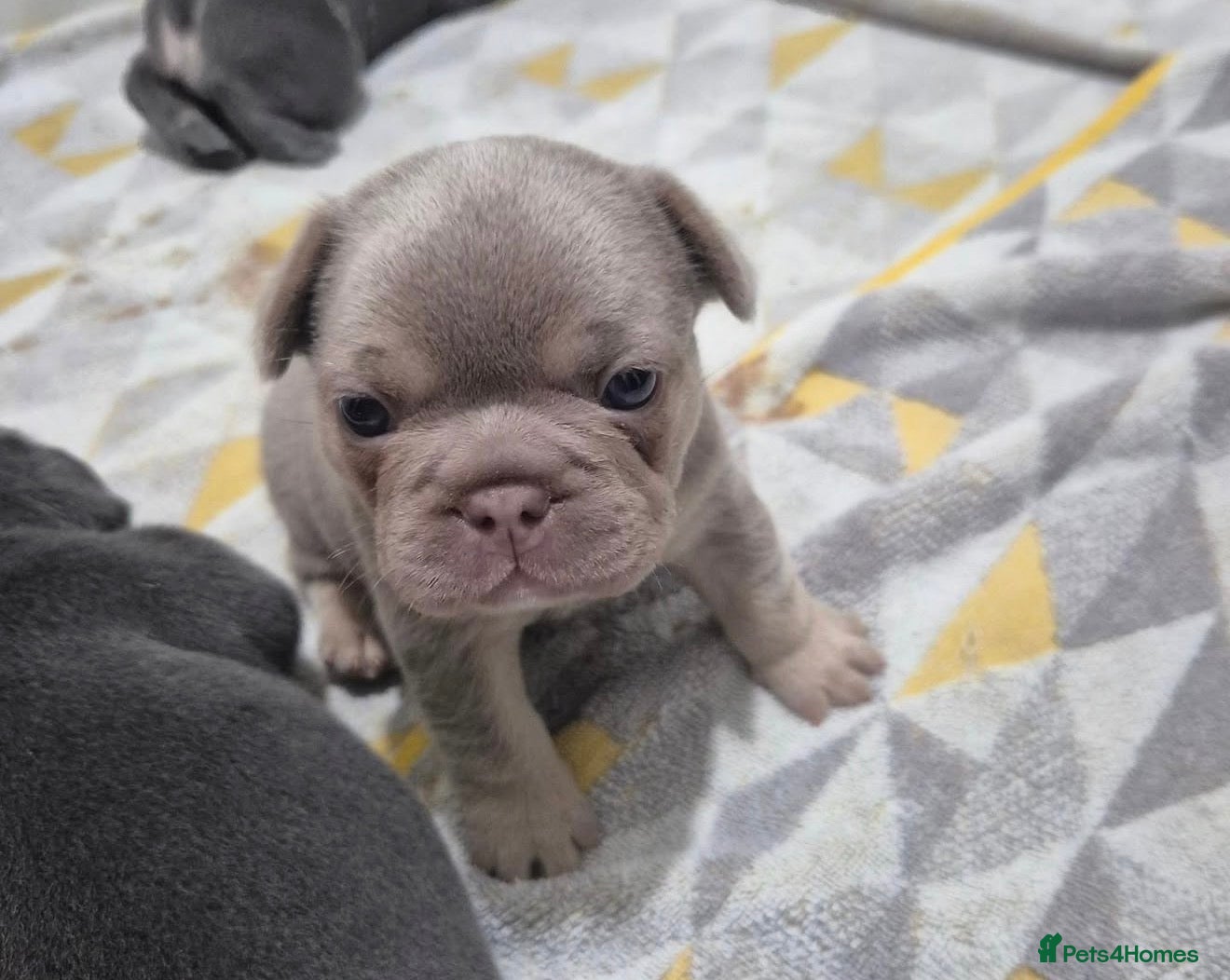French Bulldog dogs French Bulldogs  - Advert 2