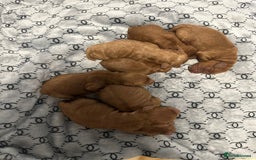 Cockapoo dogs for sale: Cockapoo F1b non moulting health tested puppies  - Image 5