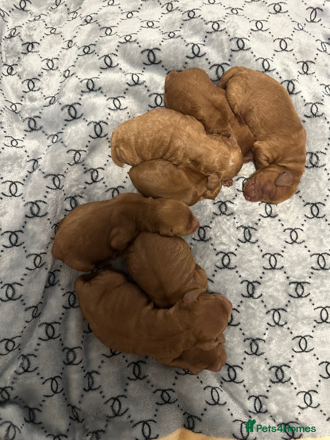 Cockapoo dogs for sale: Cockapoo F1b non moulting health tested puppies  - Image 5