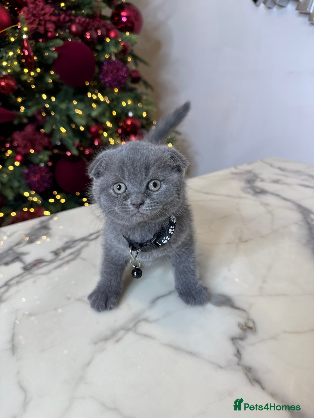 British Shorthair cats for sale: 6 stunning British Shorthair kittens  - Advert 13
