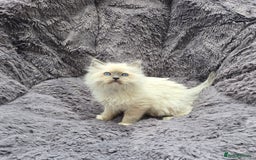 Ragdoll cats for sale: GCCF registered ragdoll kittens. in Grimsby - Image 1