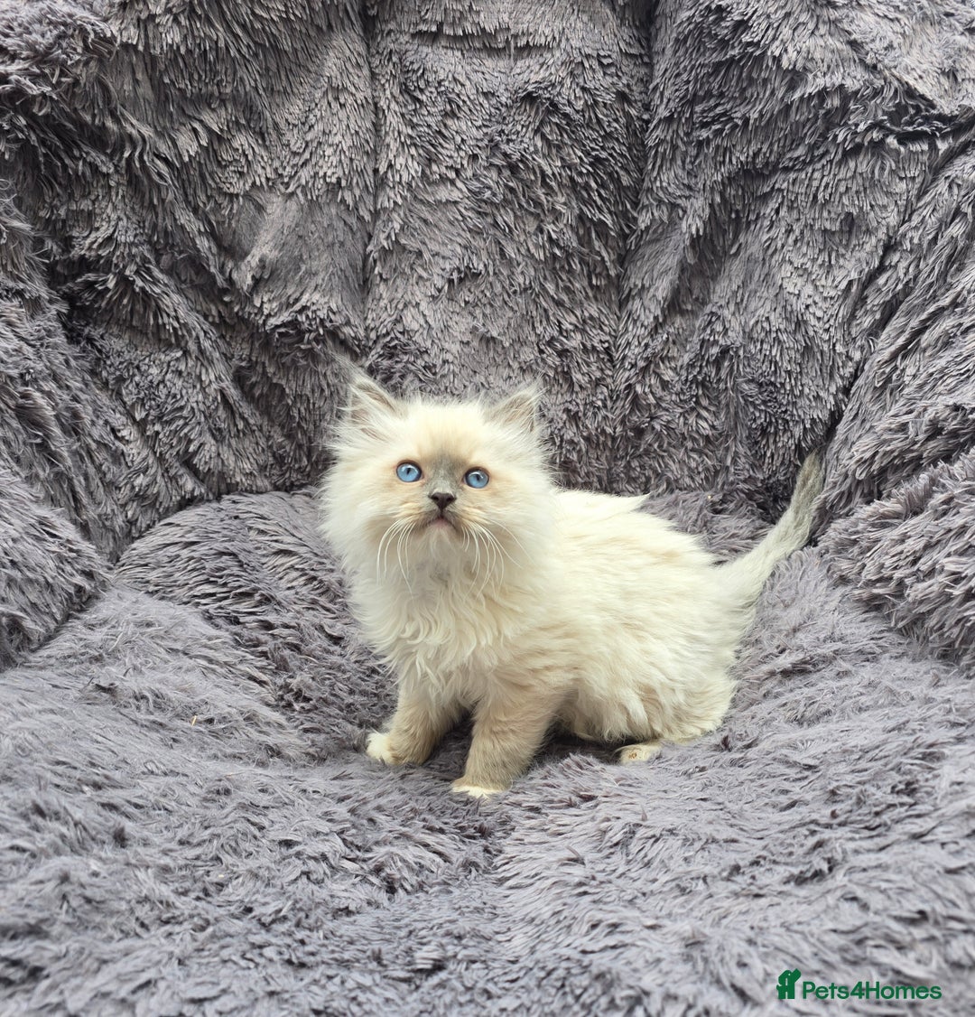 Ragdoll cats for sale: GCCF registered ragdoll kittens. in Grimsby - Image 1