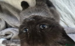 Brazilian Shorthair cats for sale: Kittens  - Image 13