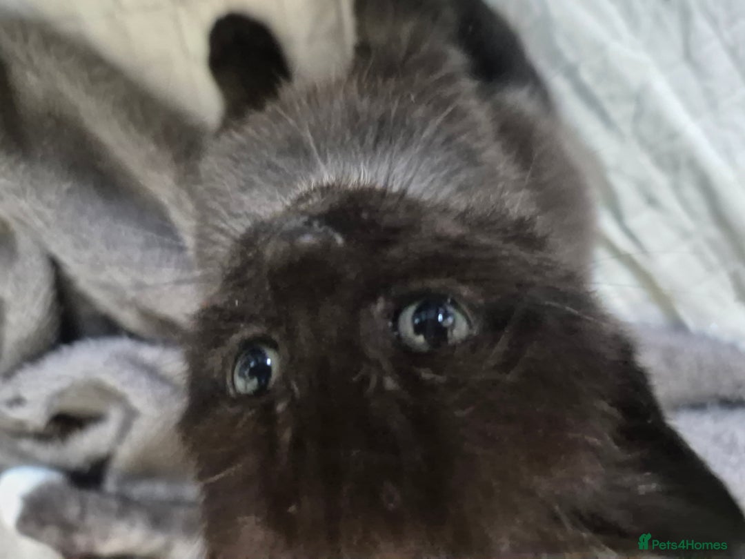 Brazilian Shorthair cats for sale: Kittens  - Image 13