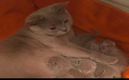 Scottish Fold cats for sale: Adorable Scottish fold  - Image 9
