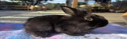Mixed Breed rabbits for sale: Beautiful Baby Bunnies Ready for Forever Homes - Advert 3
