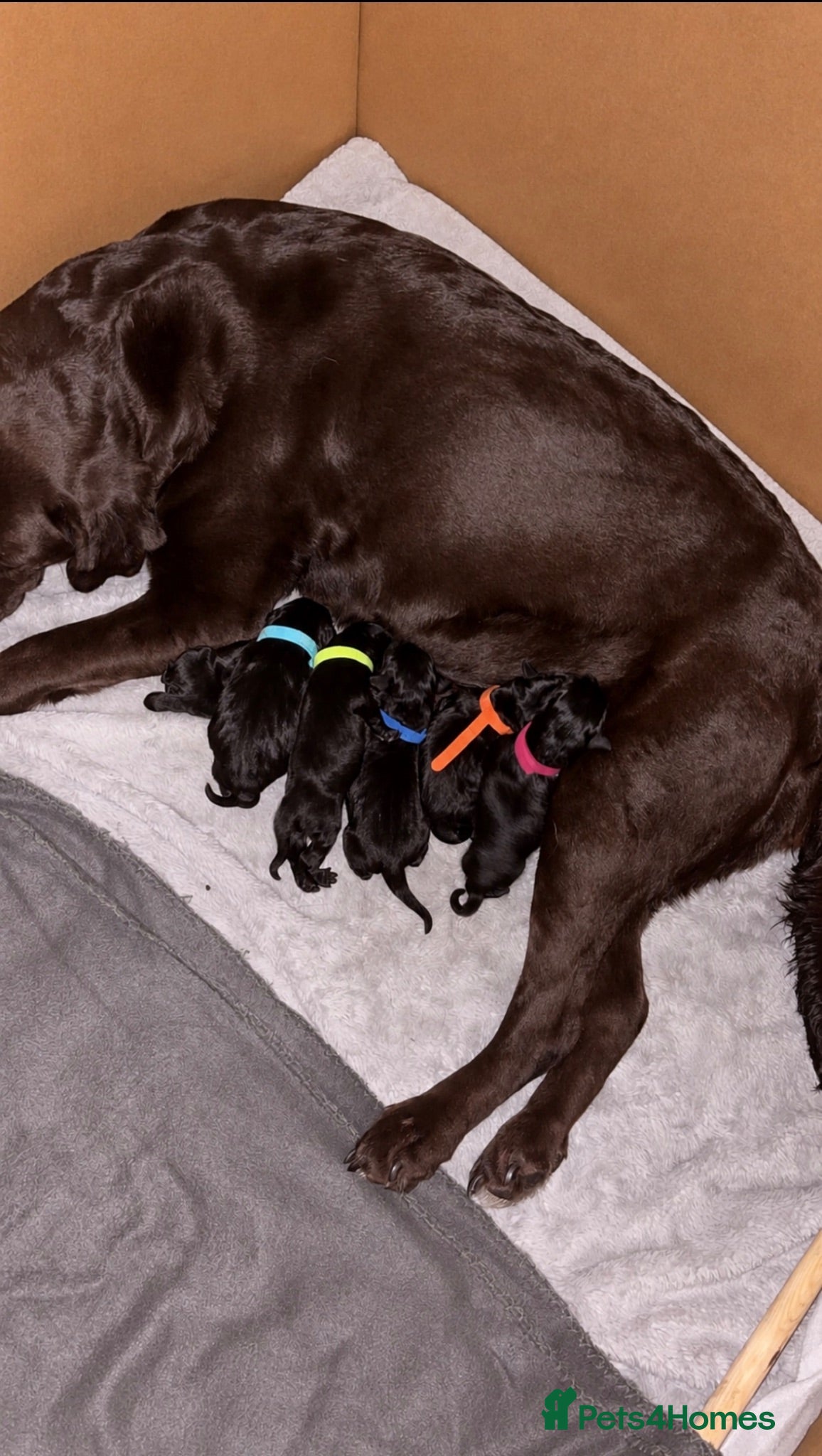 Labrador Retriever dogs Gorgeous chunky Labradors  - Advert 5
