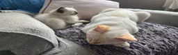 Ragdoll cats for sale: Gorgeous Ragdoll Kittens - Advert 11