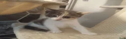 American Shorthair cats for sale: 6 gorgeous mix breed kittens  - Advert 2