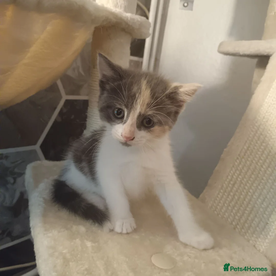 American Shorthair cats for sale: 6 gorgeous mix breed kittens  - Advert 2