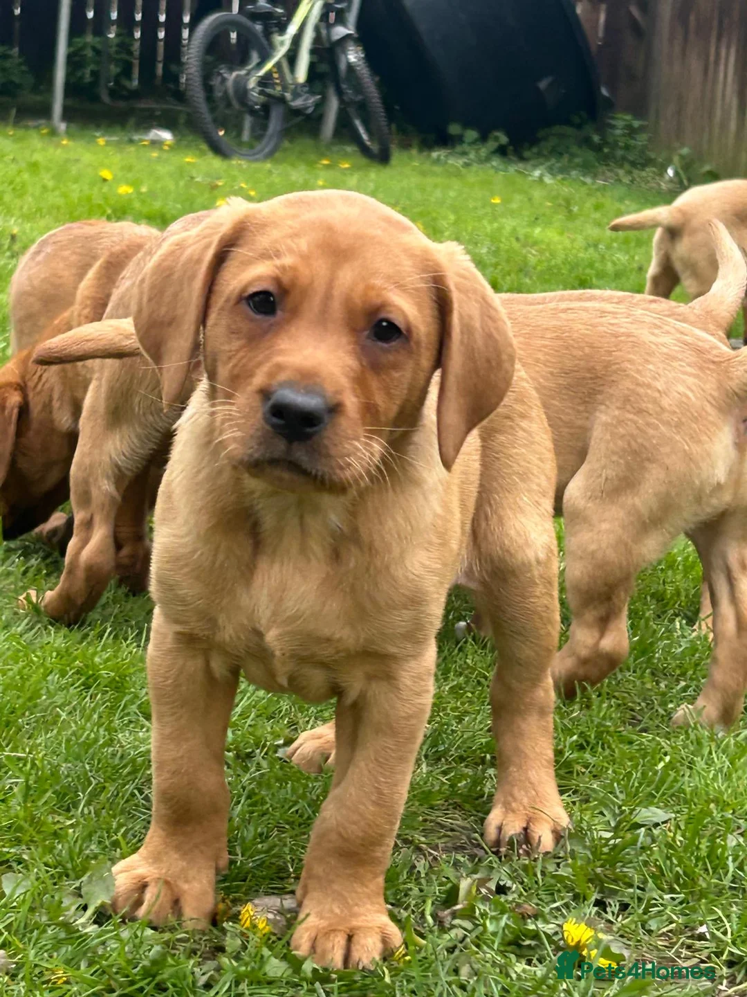 Labrador Retriever dogs for sale: Outstanding Labrador puppies  in Bishop Auckland - Advert 2