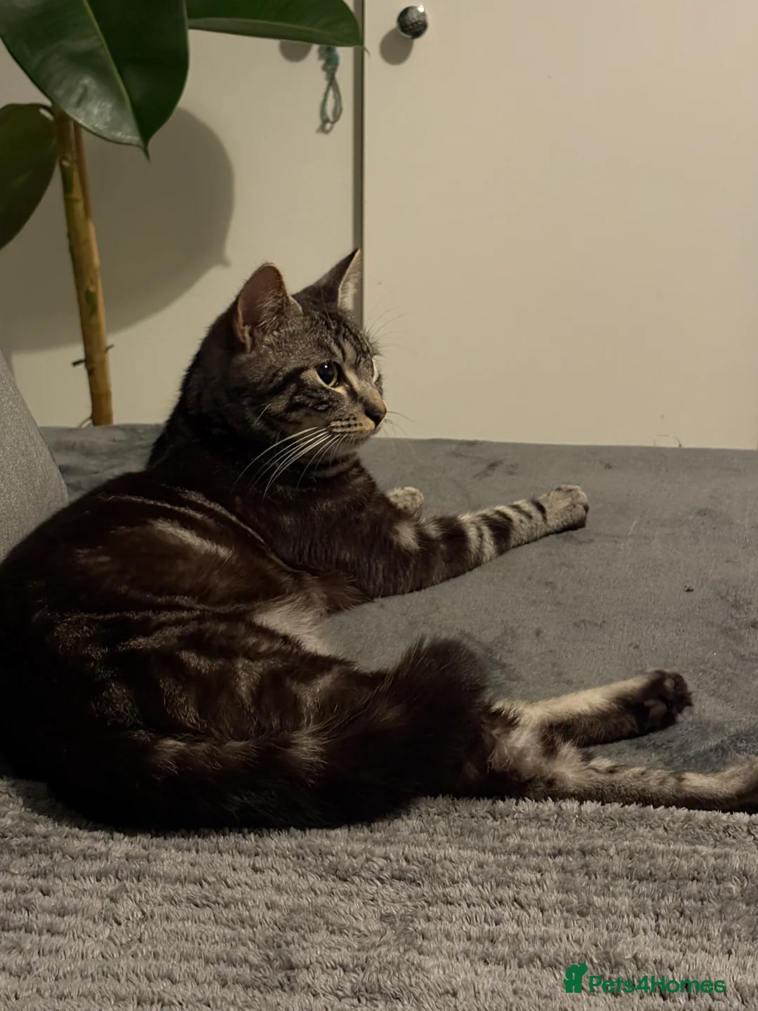 Domestic Shorthair cats for sale: Mum & Son  - Advert 4