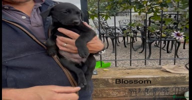Mixed Breed dogs - Advert 2