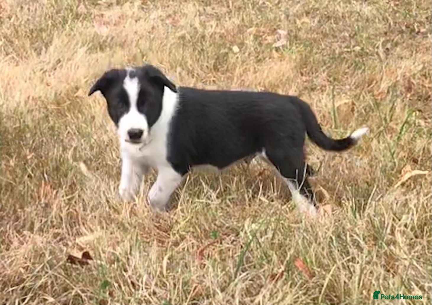 Border Collie dogs OUTSTANDING BORDER COLLIE MALE PUP CHAMPION LINES - Advert 9