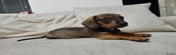 Dachshund dogs for sale: Beautiful Wild Boar Kaninchen Dachshund in Colchester - Advert 4