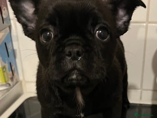 Frug dogs Beautiful frug female - Advert 10