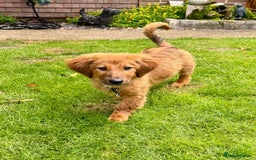 Mixed Breed dogs for adoption: MAGGIE -Friendly girl/4 months/loves dogs & kids - Image 6