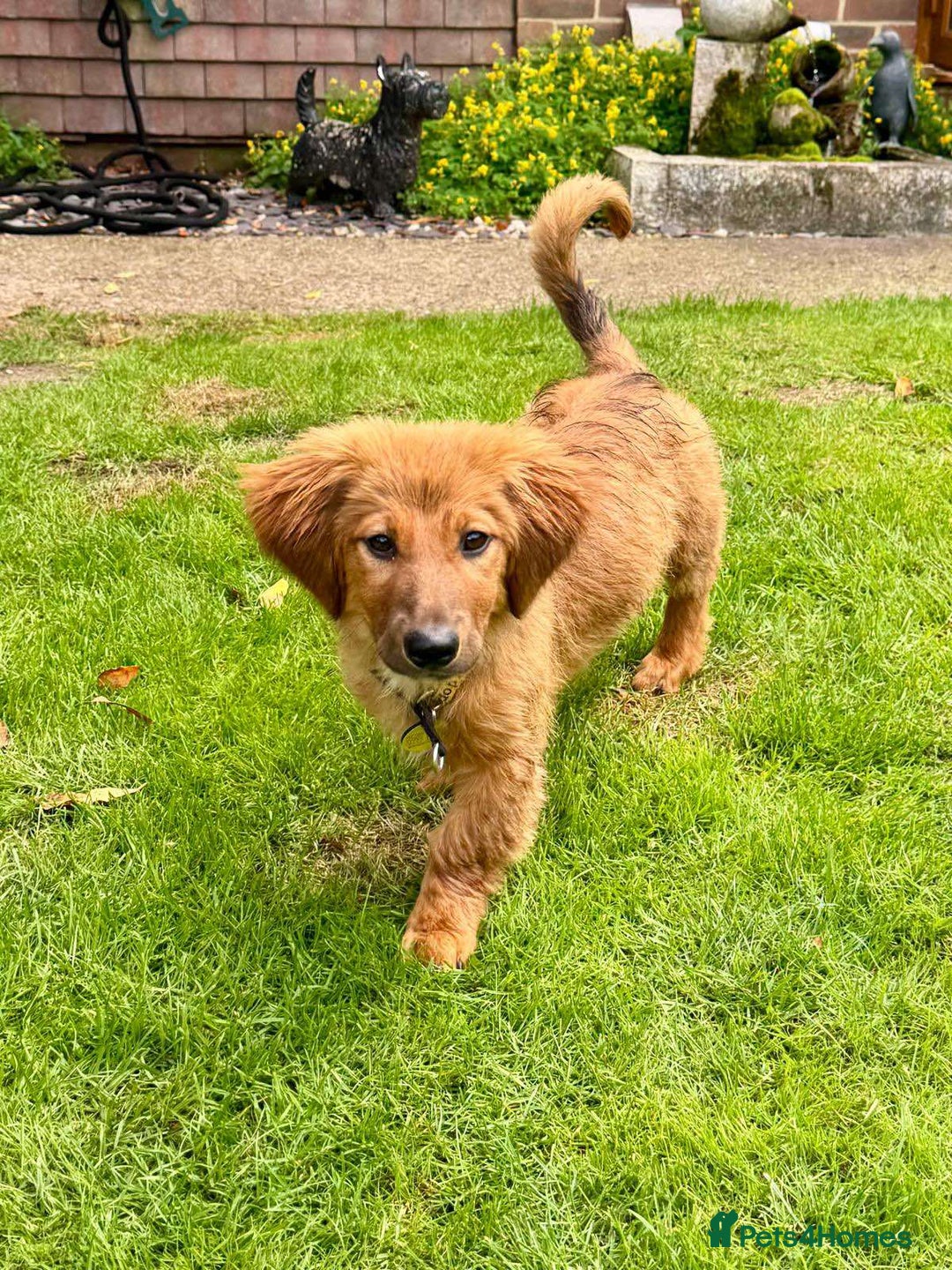 Mixed Breed dogs for adoption: MAGGIE -Friendly girl/4 months/loves dogs & kids - Image 6
