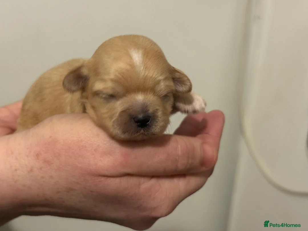 Shihpoo dogs for sale: 3x Shihpoo Male Puppies for sale - Advert 8