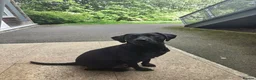 Labrador Retriever dogs for sale: Strong healthy Labrador puppies in Gateshead - Advert 2